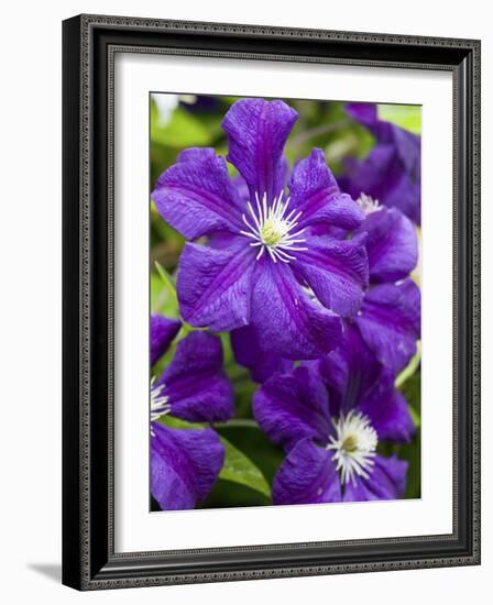 Purple Clematis in Full Bloom-Terry Eggers-Framed Photographic Print