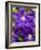 Purple Clematis in Full Bloom-Terry Eggers-Framed Photographic Print