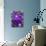 Purple Clematis in Full Bloom-Terry Eggers-Photographic Print displayed on a wall