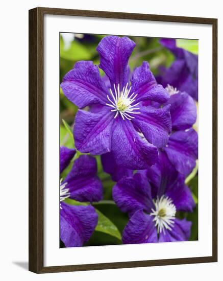 Purple Clematis in Full Bloom-Terry Eggers-Framed Photographic Print