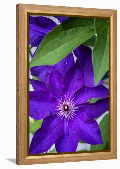 Purple clematis, USA-Lisa Engelbrecht-Framed Premier Image Canvas