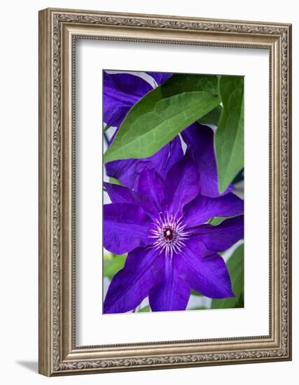 Purple clematis, USA-Lisa Engelbrecht-Framed Photographic Print