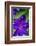 Purple clematis, USA-Lisa Engelbrecht-Framed Photographic Print