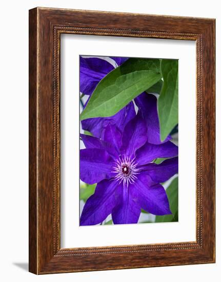 Purple clematis, USA-Lisa Engelbrecht-Framed Photographic Print