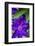 Purple clematis, USA-Lisa Engelbrecht-Framed Photographic Print