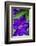 Purple clematis, USA-Lisa Engelbrecht-Framed Photographic Print