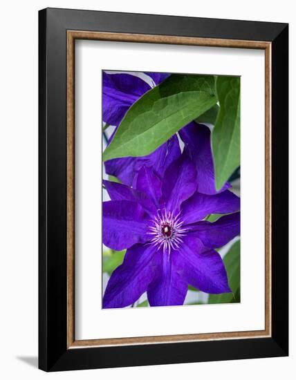 Purple clematis, USA-Lisa Engelbrecht-Framed Photographic Print