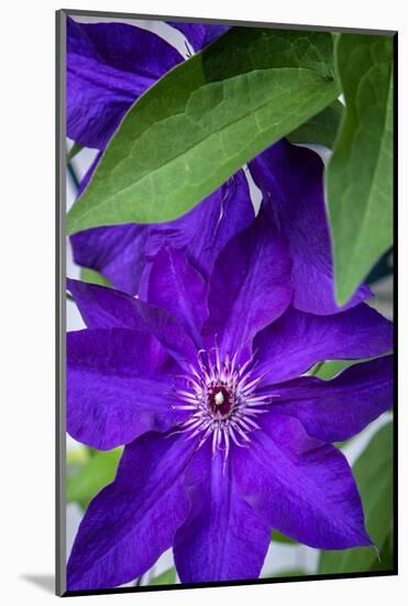 Purple clematis, USA-Lisa Engelbrecht-Mounted Photographic Print