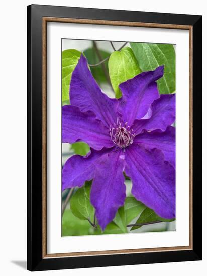 Purple Clematis, USA-Lisa Engelbrecht-Framed Photographic Print