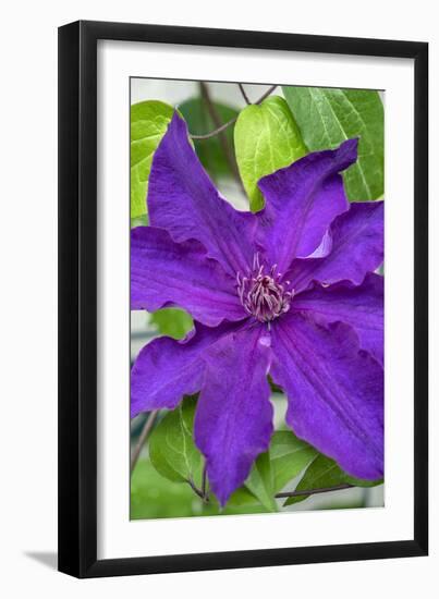 Purple Clematis, USA-Lisa Engelbrecht-Framed Photographic Print