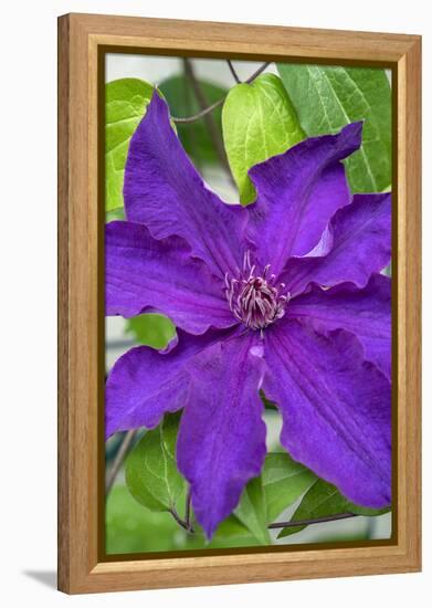 Purple Clematis, USA-Lisa Engelbrecht-Framed Premier Image Canvas