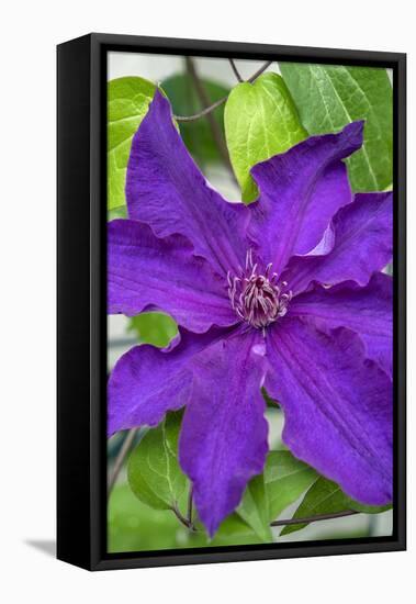 Purple Clematis, USA-Lisa Engelbrecht-Framed Premier Image Canvas