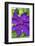 Purple Clematis, USA-Lisa Engelbrecht-Framed Photographic Print