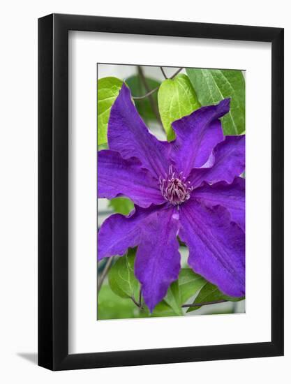 Purple Clematis, USA-Lisa Engelbrecht-Framed Photographic Print