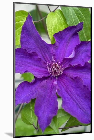 Purple Clematis, USA-Lisa Engelbrecht-Mounted Photographic Print