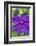 Purple Clematis, USA-Lisa Engelbrecht-Framed Photographic Print