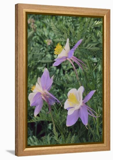 Purple Columbine Flower-DLILLC-Framed Premier Image Canvas