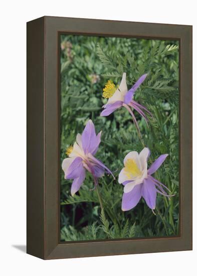 Purple Columbine Flower-DLILLC-Framed Premier Image Canvas