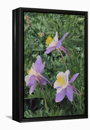 Purple Columbine Flower-DLILLC-Framed Premier Image Canvas