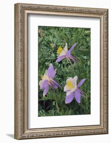 Purple Columbine Flower-DLILLC-Framed Photographic Print