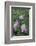 Purple Columbine Flower-DLILLC-Framed Photographic Print