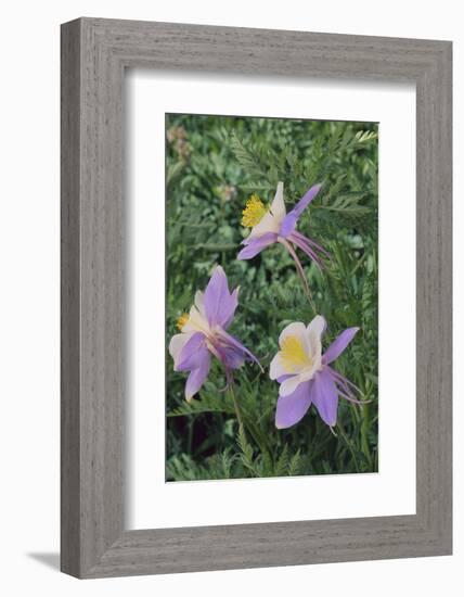 Purple Columbine Flower-DLILLC-Framed Photographic Print