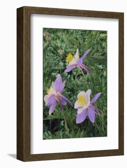 Purple Columbine Flower-DLILLC-Framed Photographic Print