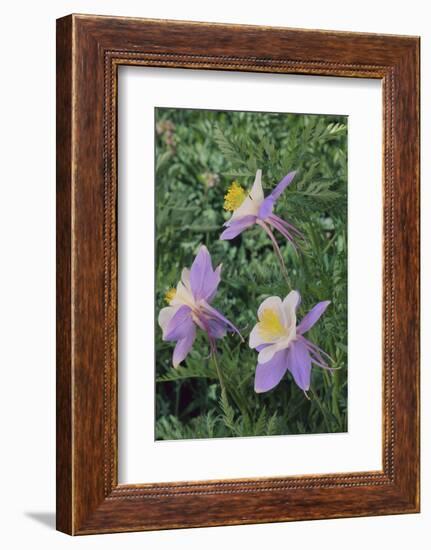 Purple Columbine Flower-DLILLC-Framed Photographic Print