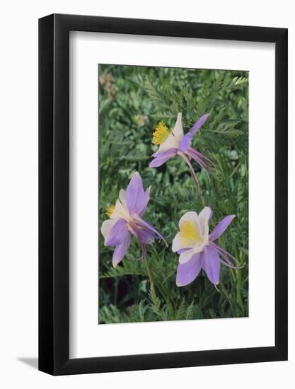 Purple Columbine Flower-DLILLC-Framed Photographic Print