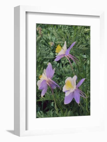 Purple Columbine Flower-DLILLC-Framed Photographic Print