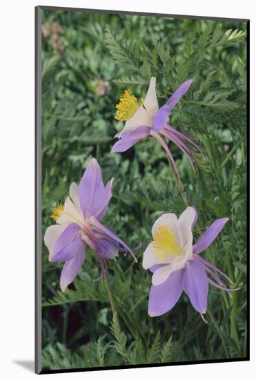 Purple Columbine Flower-DLILLC-Mounted Photographic Print