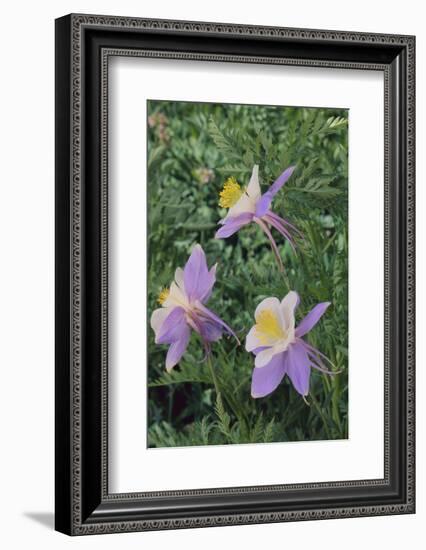 Purple Columbine Flower-DLILLC-Framed Photographic Print