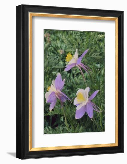 Purple Columbine Flower-DLILLC-Framed Photographic Print