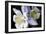 Purple Columbine I-Tammy Putman-Framed Photographic Print