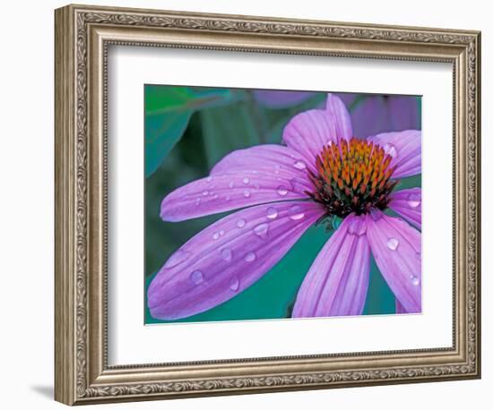 Purple Cone Flower with Water Drops-Brent Bergherm-Framed Photographic Print