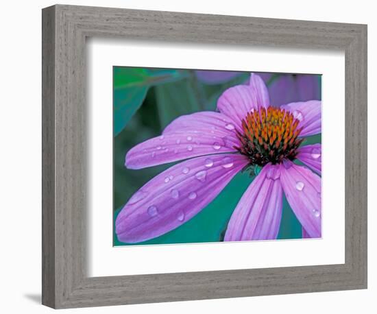 Purple Cone Flower with Water Drops-Brent Bergherm-Framed Photographic Print