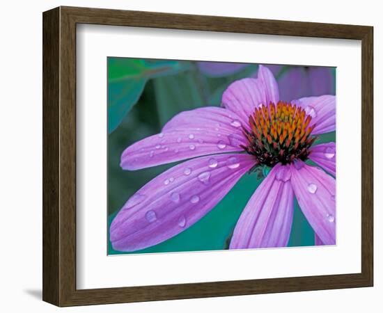 Purple Cone Flower with Water Drops-Brent Bergherm-Framed Photographic Print