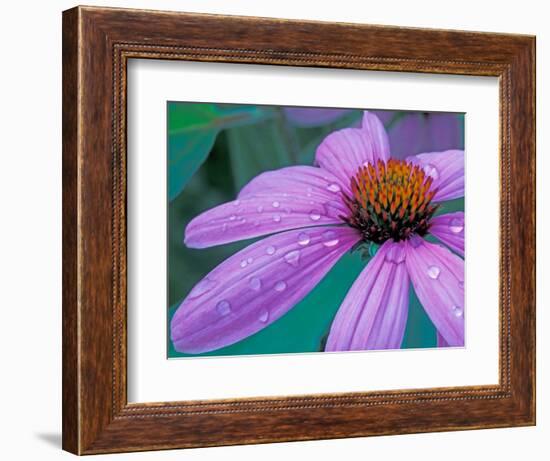 Purple Cone Flower with Water Drops-Brent Bergherm-Framed Photographic Print