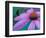 Purple Cone Flower with Water Drops-Brent Bergherm-Framed Photographic Print