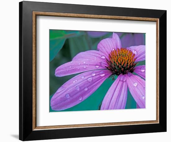 Purple Cone Flower with Water Drops-Brent Bergherm-Framed Photographic Print