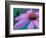 Purple Cone Flower with Water Drops-Brent Bergherm-Framed Photographic Print