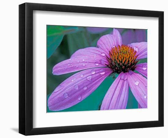 Purple Cone Flower with Water Drops-Brent Bergherm-Framed Photographic Print