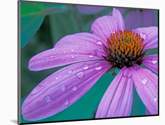 Purple Cone Flower with Water Drops-Brent Bergherm-Mounted Photographic Print