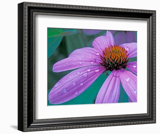 Purple Cone Flower with Water Drops-Brent Bergherm-Framed Photographic Print