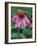 Purple Coneflower (Echinacea Purpurea) with Bee-Ottmar Diez-Framed Photographic Print