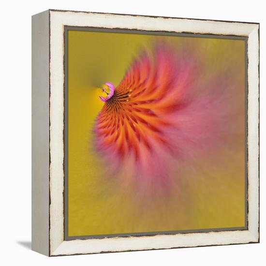 Purple Coneflower, Louisville, Kentucky-Adam Jones-Framed Premier Image Canvas