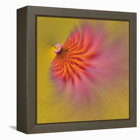 Purple Coneflower, Louisville, Kentucky-Adam Jones-Framed Premier Image Canvas