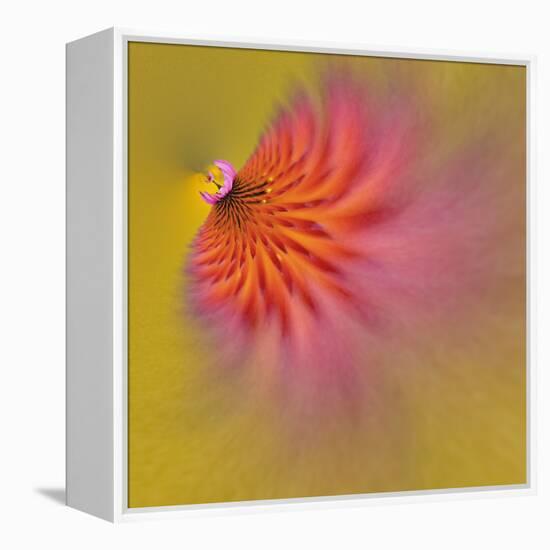 Purple Coneflower, Louisville, Kentucky-Adam Jones-Framed Premier Image Canvas