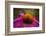 Purple Coneflower on Canvas-George Oze-Framed Photographic Print