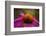 Purple Coneflower on Canvas-George Oze-Framed Photographic Print